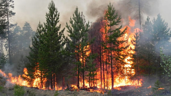 На Дніпропетровщині цьогоріч від пожеж в екосистемах вигоріло майже 600 гектарів землі