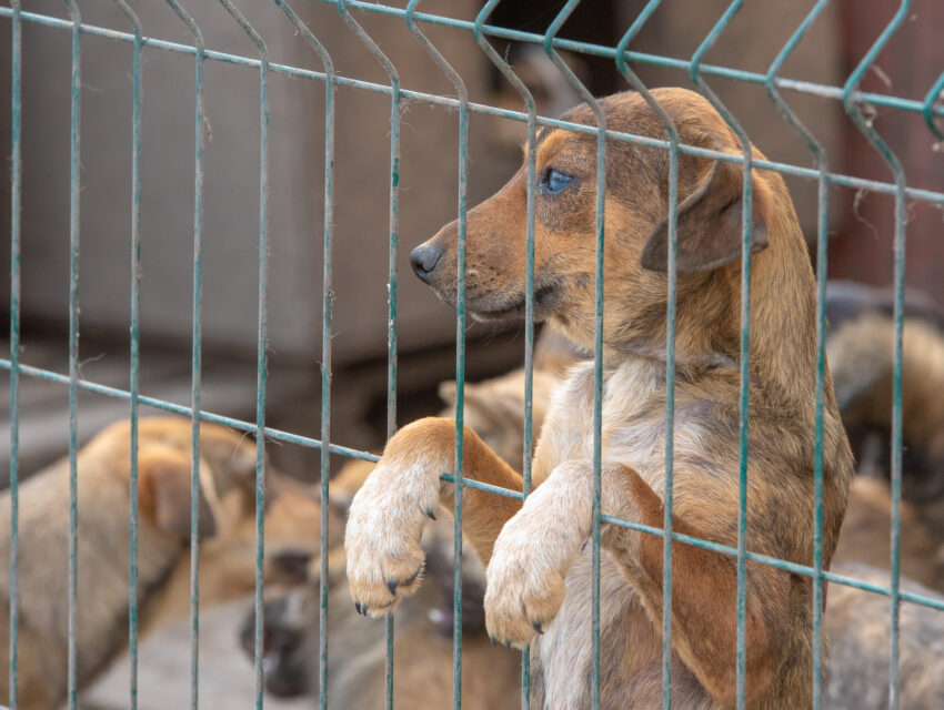 В Кам’янському притулку для тварин обмежили відвідування