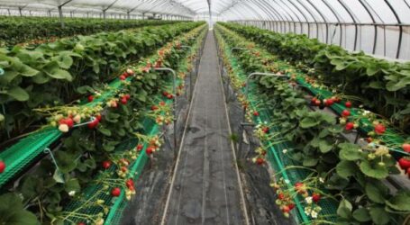 Агропідприємці Дніпропетровщини отримають гранти на понад 60 млн грн 
