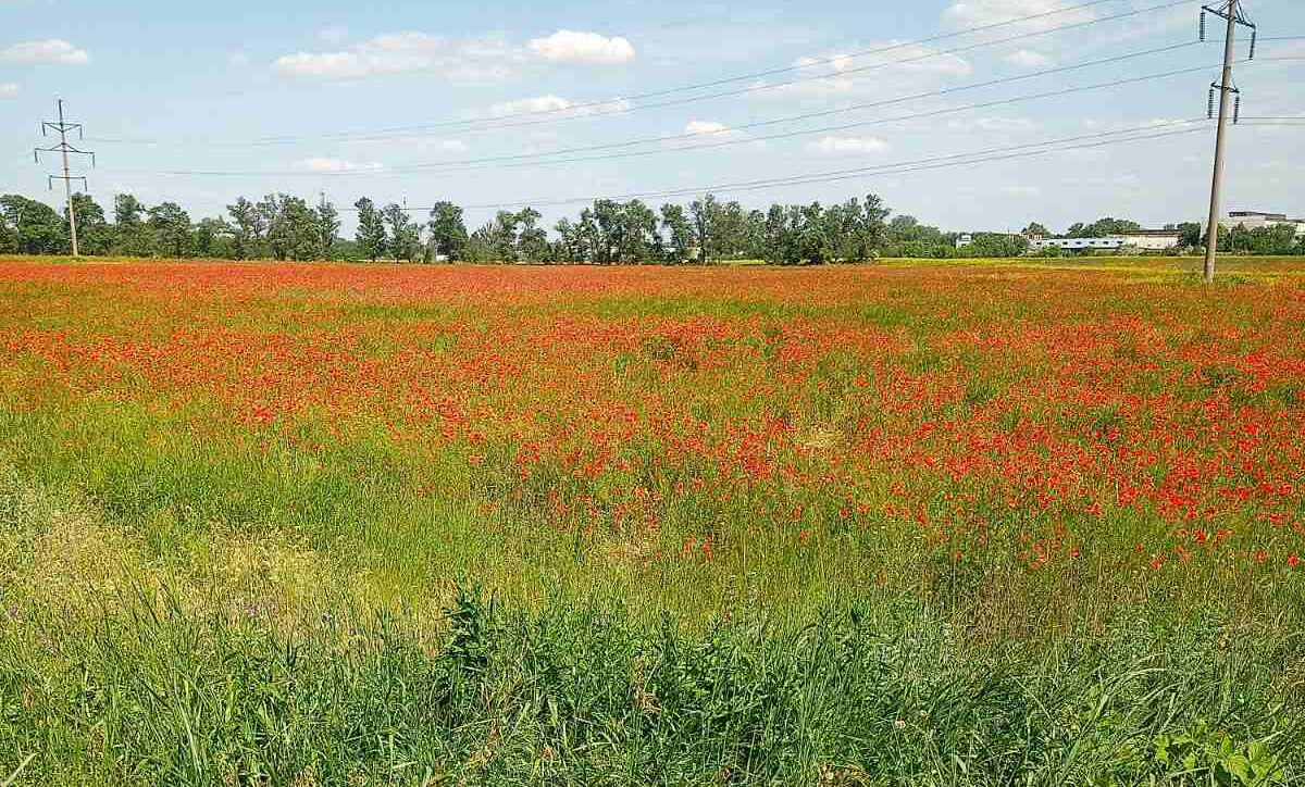 У Кам’янському з’явилася краса, яку не описати словами - ФОТО