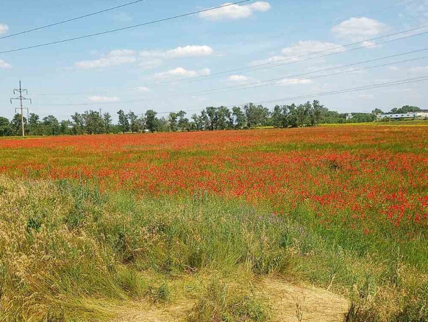 У Кам’янському з’явилася краса, яку не описати словами