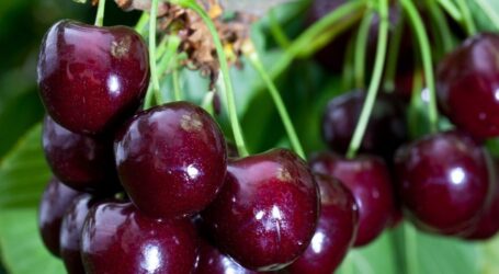 Чи продають у Кам’янському новий український тренд у садівництві – черевишню