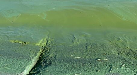 У Кам’янському неприємний запах від водосховища в районі Романкове викликаний цвітінням води