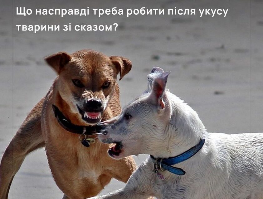 Що робити при укусі тварини, коли в лікарні немає вакцини від сказу