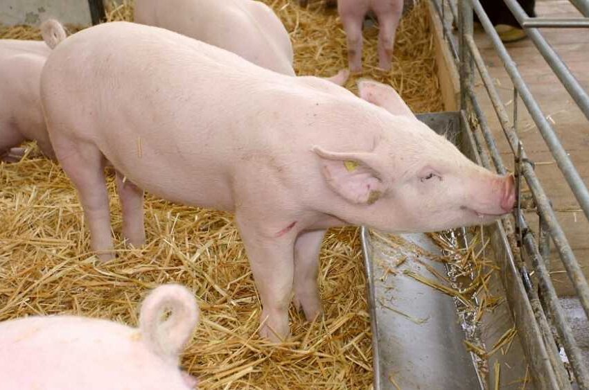 Африканська чума свиней: Держпродспоживслужба звертається до мешканців Кам’янського району