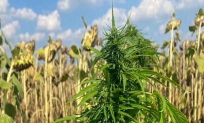 Мешканець Кам’янського району вирощував коноплі, маскуючи невеликі ділянки на соняшникових полях