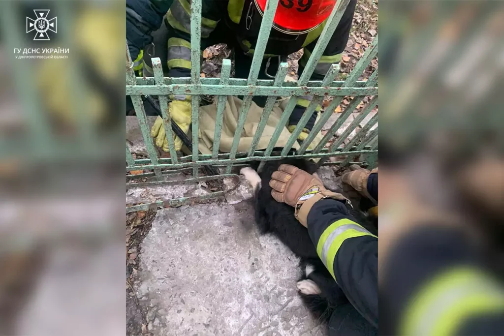 В Кам'янському районі рятувальники визволили собаку, що застрягла у паркані - ФОТО