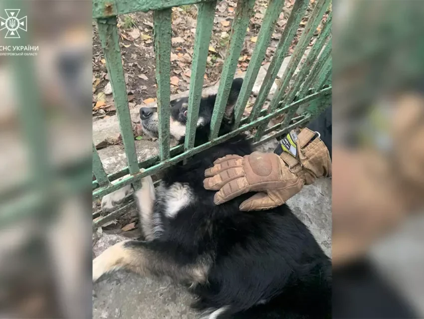 В Кам’янському районі рятувальники визволили собаку, що застрягла у паркані