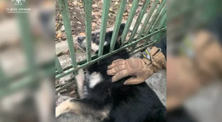 В Кам’янському районі рятувальники визволили собаку, що застрягла у паркані