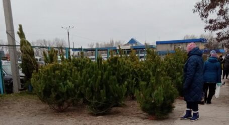 Де в Кам’янському цьогоріч продаватимуть натуральні ялинки (адреси ялинкових базарів)