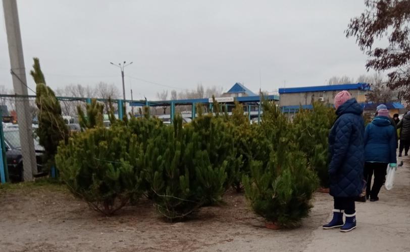 Де в Кам’янському цьогоріч продаватимуть натуральні ялинки (адреси ялинкових базарів)