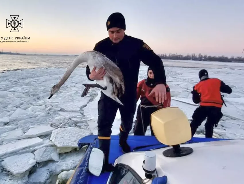 У Дніпрі водолази врятували з річкової криги двох змерзлих лебедів (Відео)