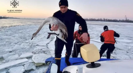 У Дніпрі водолази врятували з річкової криги двох змерзлих лебедів (Відео)