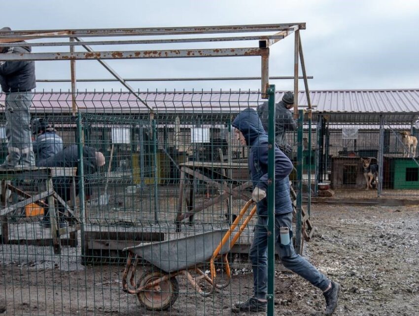 У Кам’янському притулку для тварин облаштовують вольєри для підопічних