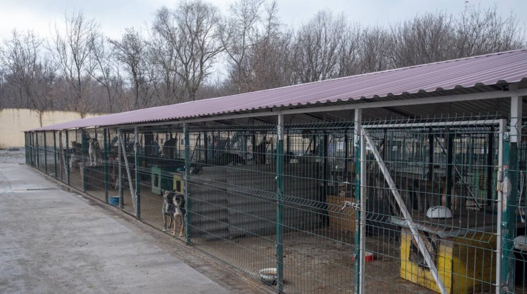 У Кам'янському притулку для тварин облаштовують вольєри для підопічних - ФОТО
