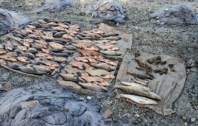 Понад чверть мільйона гривень збитків завдав браконьєр, виловивши сітками більш як 100 кг риби на одній з водойм Кам’янського району