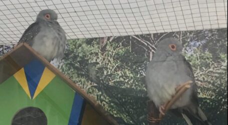 В Дитячому екологічному центрі Кам’янського оселились діамантові горлиці