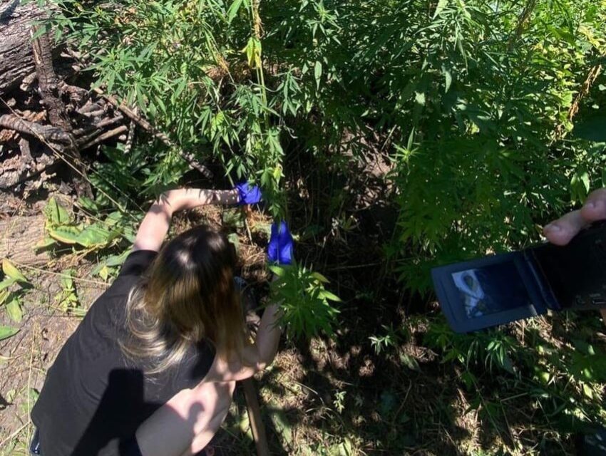 В Кам’янському за вирощування коноплі на городі жінка може отримати покарання — до семи років за ґратами