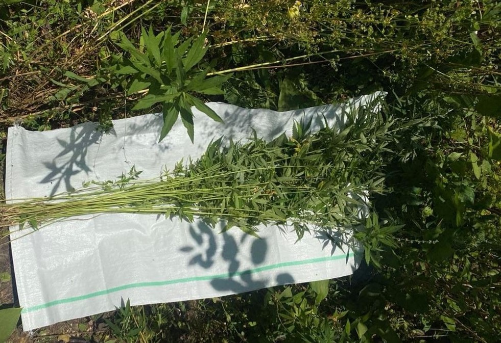 В Кам'янському за вирощування коноплі на городі жінка може отримати покарання — до семи років за ґратами - ФОТО