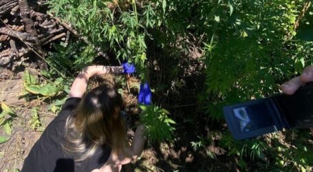 В Кам’янському за вирощування коноплі на городі жінка може отримати покарання — до семи років за ґратами