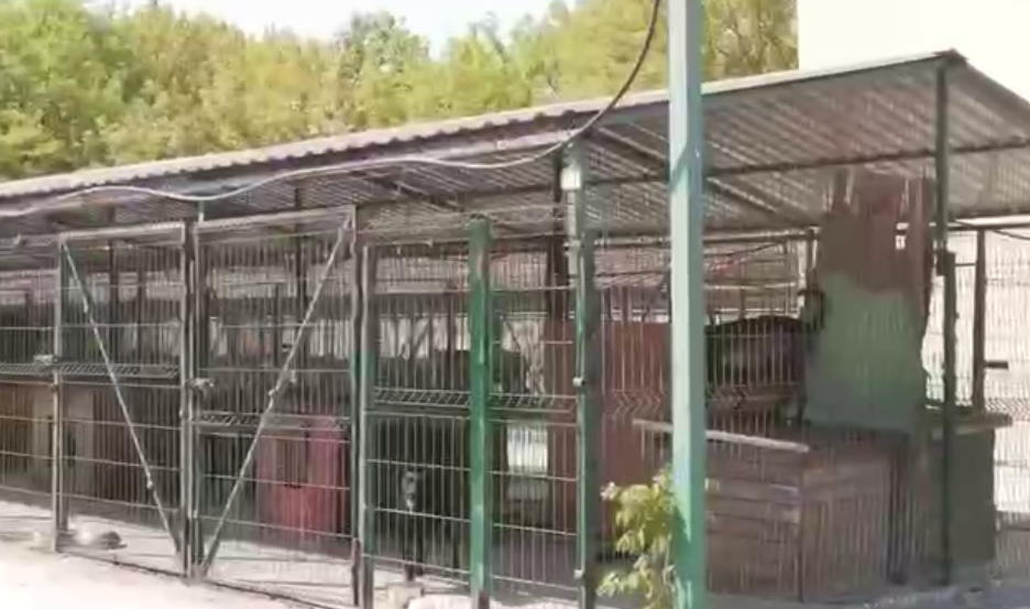 В Кам'янському притулку для тварин опікуються також чотирилапими переселенцями - ФОТО