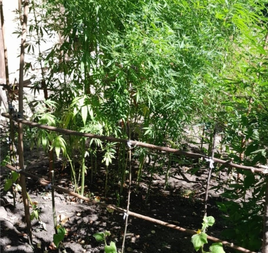 У Кам`янському двох чоловіків викрили на незаконному вирощуванні конопель - ФОТО