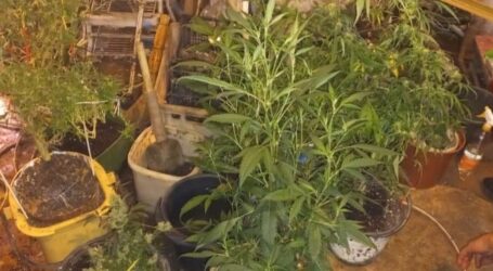 У Кам`янському двох чоловіків викрили на незаконному вирощуванні конопель