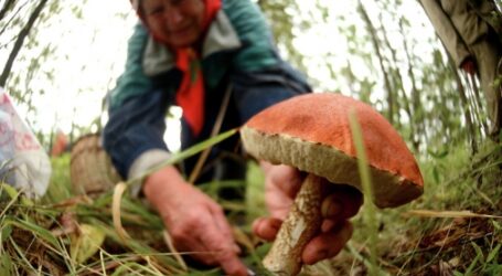 За незаконний збір ягід та грибів значно зростуть штрафи
