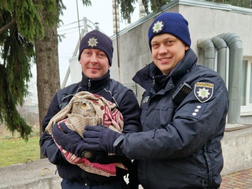 Напередодні Нового року на Дніпропетровщині врятували поранену сову