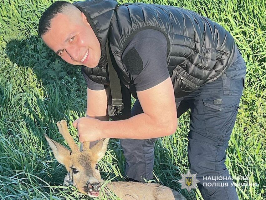 На Дніпропетровщині поліційні врятували косулю, яку збило авто