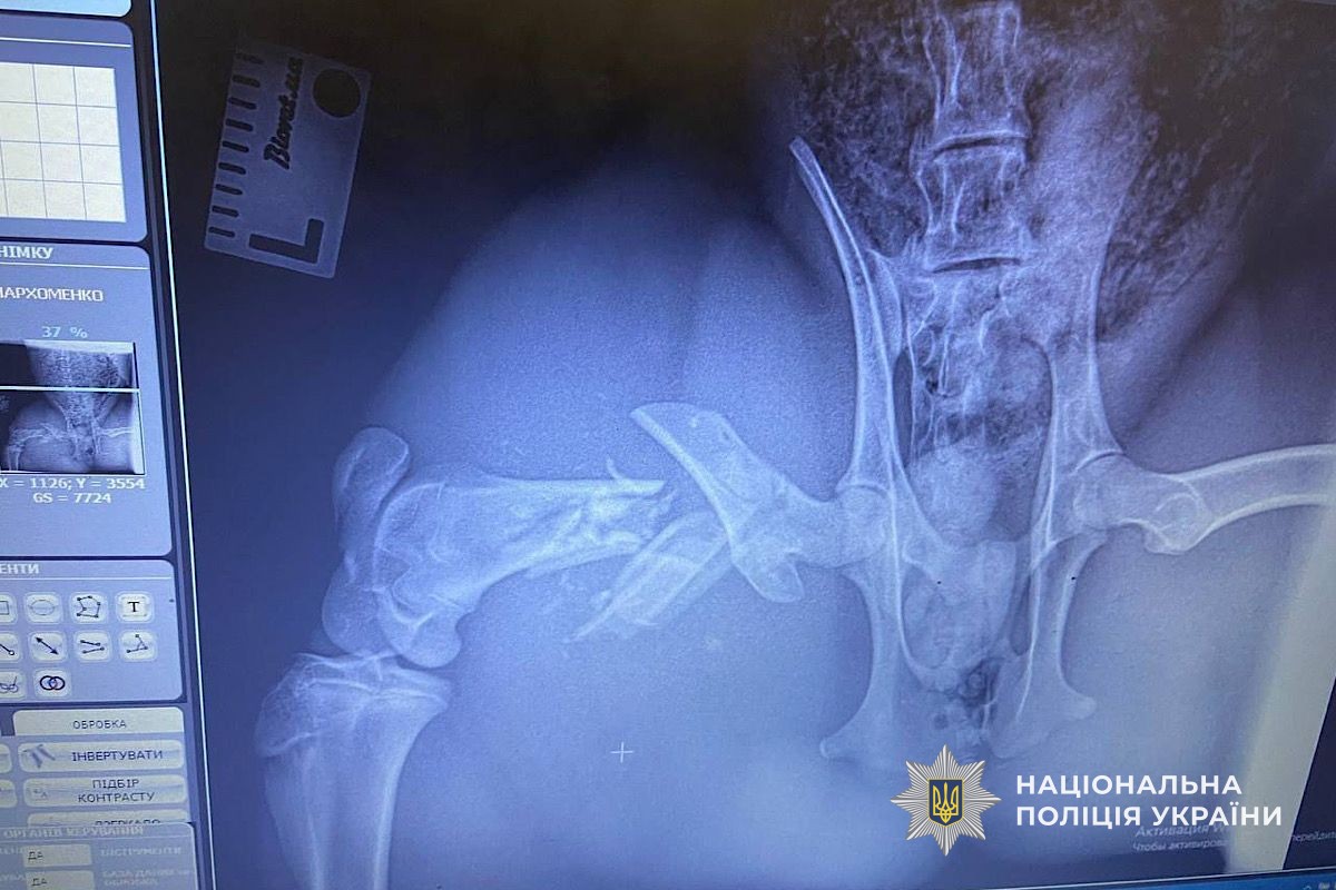 На Дніпропетровщині поліційні врятували косулю, яку збило авто - ФОТО