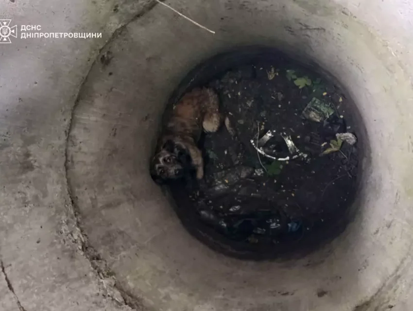 В Кам’янському співробітники ДСНС визволили песика з пастки
