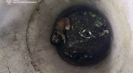 В Кам’янському співробітники ДСНС визволили песика з пастки