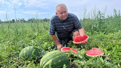 Чим більше, тім дешевше: чому картопляно-кавунева ставка фермерів може знизити ціни на них