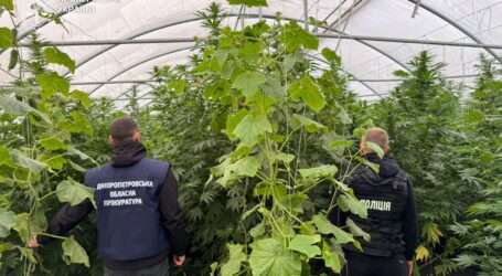 Зовсім не помідорчики: в Кам’янському районі чоловік налагодив вирощування конопель у парниках