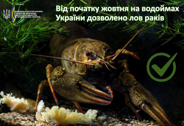 З початку жовтня в Україні знято заборону на вилов раків, але треба дотримуватись низки правил - ФОТО