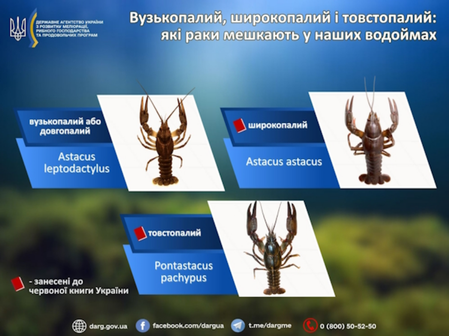 З початку жовтня в Україні знято заборону на вилов раків, але треба дотримуватись низки правил - ФОТО