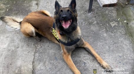 Ночували у підвалах та у колодязі: вівчарка Жах допомогла поліційним розшукати зниклих близнюків з Кам’янського