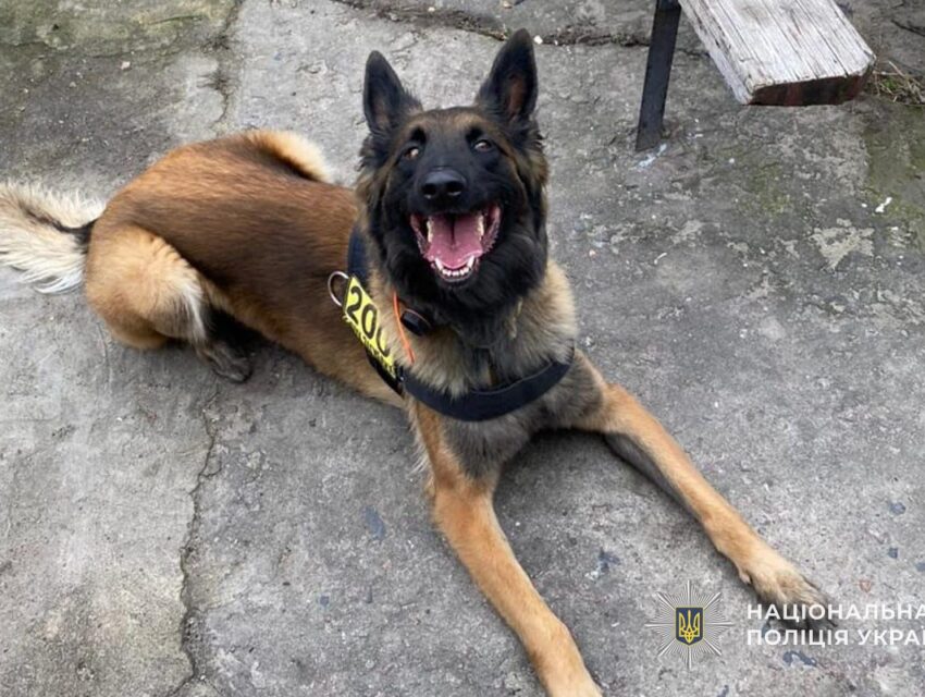 Ночували у підвалах та у колодязі: вівчарка Жах допомогла поліційним розшукати зниклих близнюків з Кам’янського
