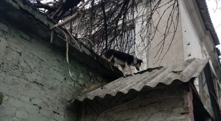 В Кам’янському поліційні зняли з даху «заброшки» юного рятувальника собак