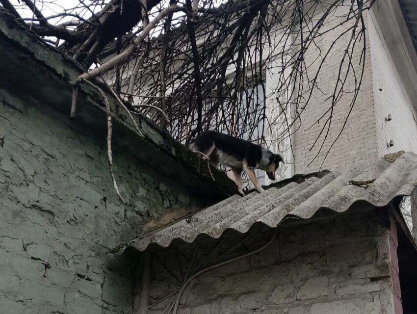 В Кам’янському поліційні зняли з даху «заброшки» юного рятувальника собак