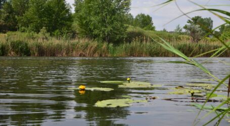 Магія лівобережного каналу: у Кам’янському розпускаються міфічні русальні квіти (Фотозамальовка)