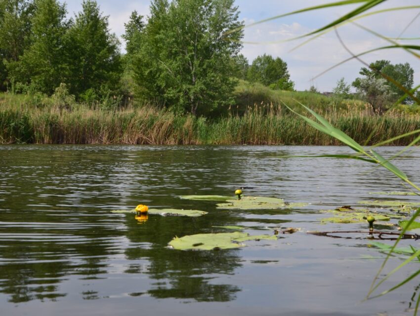 Магія лівобережного каналу: у Кам’янському розпускаються міфічні русальні квіти (Фотозамальовка)