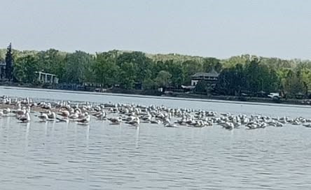 Полюють на дрібну рибу: на Дніпропетровщині посеред водойми зібралась величезна зграя мартинів