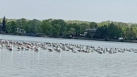 Полюють на дрібну рибу: на Дніпропетровщині посеред водойми зібралась величезна зграя мартинів