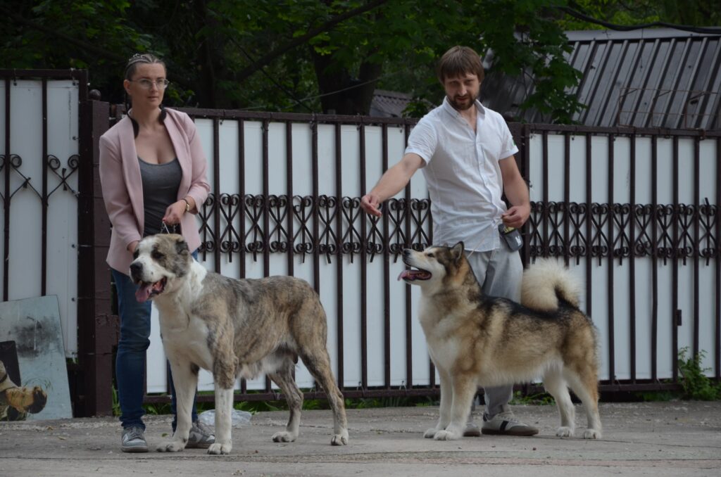 Випробування спекою та бурею: як у Кам’янському проходила всеукраїнська виставка собак (Фоторепортаж) - ФОТО