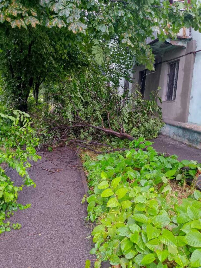 У Кам'янському комунальники прибирають повалені дерева після негоди - ФОТО