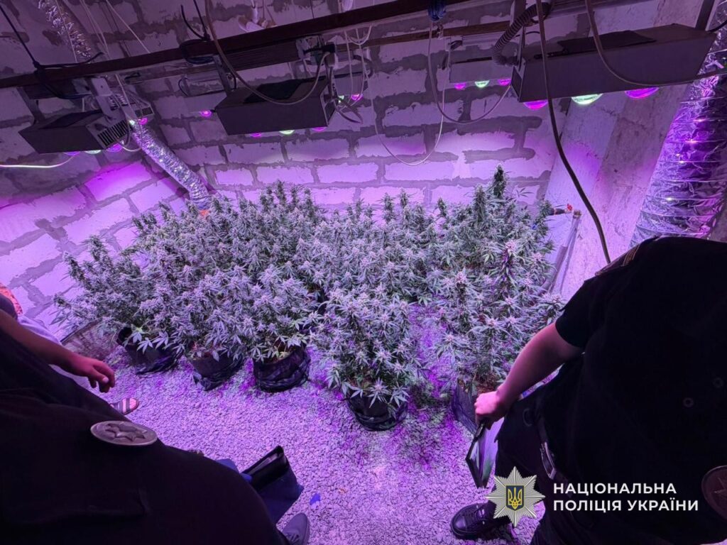 У Кам`янському районі судитимуть двох чоловіків, які вирощували коноплі для себе у літній кухні та на городі - ФОТО
