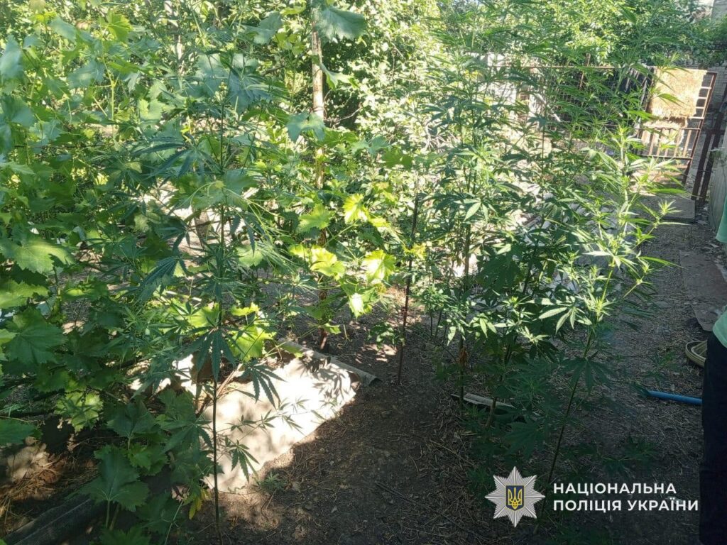 У Кам`янському районі судитимуть двох чоловіків, які вирощували коноплі для себе у літній кухні та на городі - ФОТО