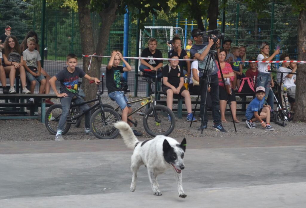 Пес Движняк завжди з народом: волохатий довгожитель, що став невіддільною частиною центру Кам’янського - ФОТО